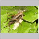 Pholidoptera griseoaptera - Strauchschrecke w06 Tongrube OS-Wallenhorst.jpg